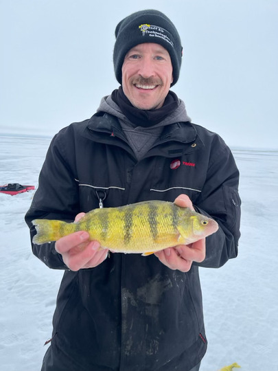 Yellow Perch