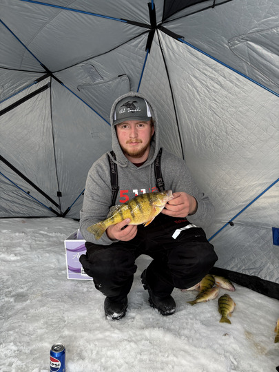 Yellow Perch