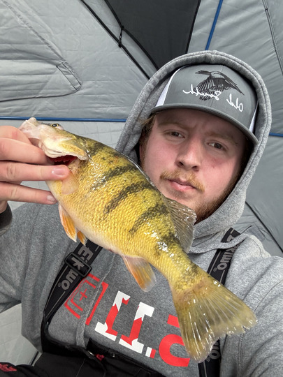 Yellow Perch
