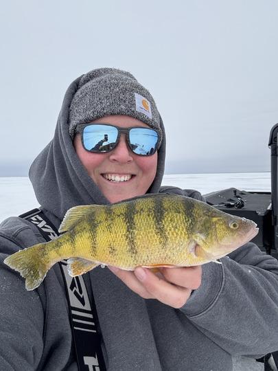 Yellow Perch