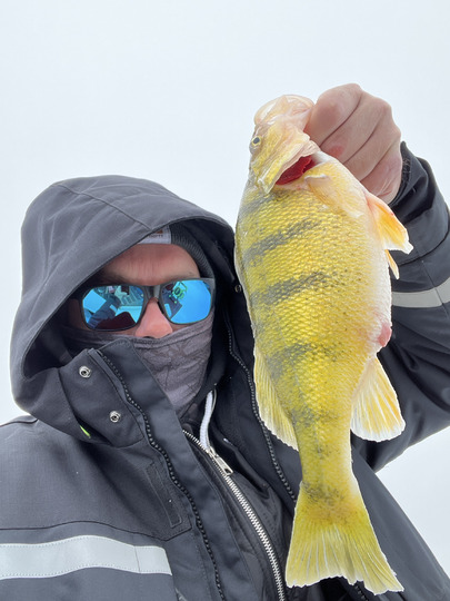 Yellow Perch