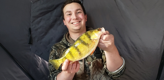 Yellow Perch