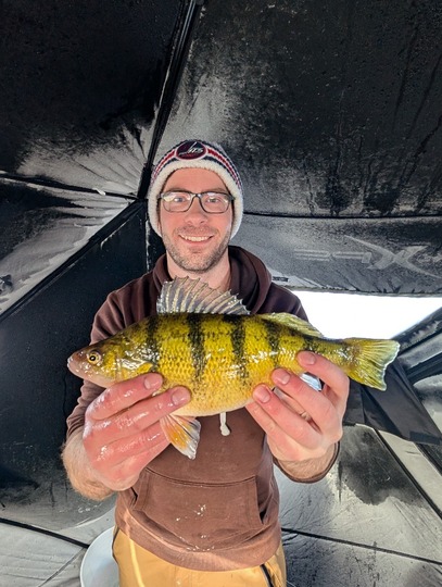 Yellow Perch