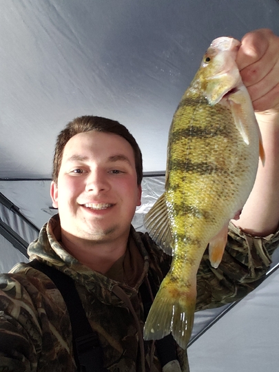Yellow Perch