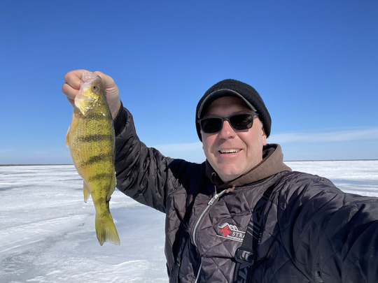 Yellow Perch