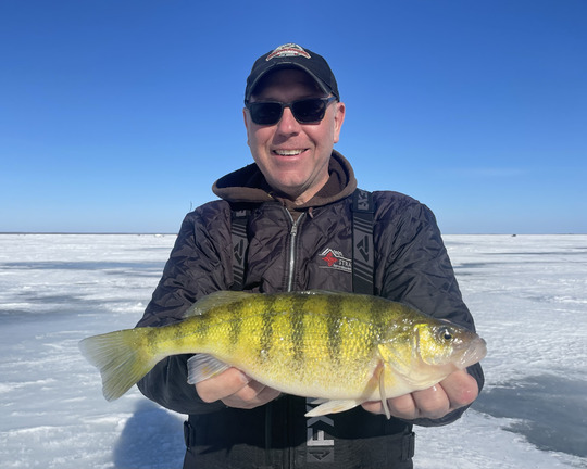 Yellow Perch