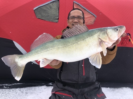 Walleye