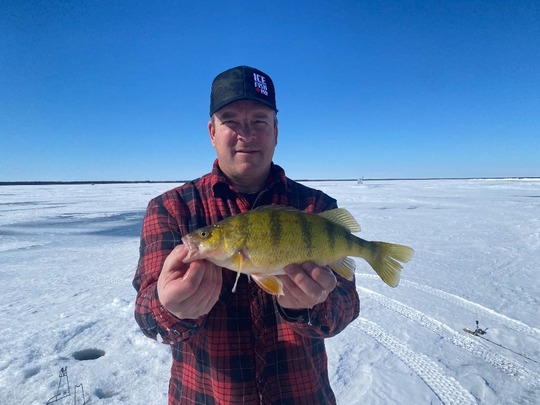 Yellow Perch