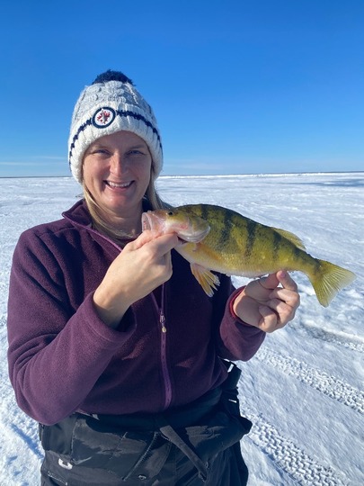 Yellow Perch