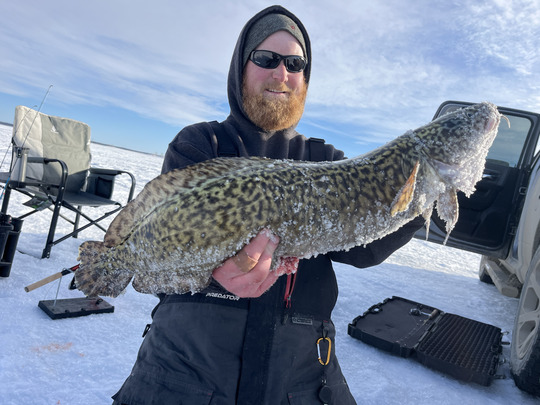 Burbot