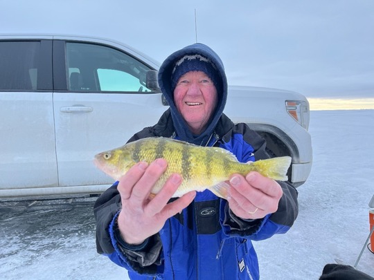 Yellow Perch