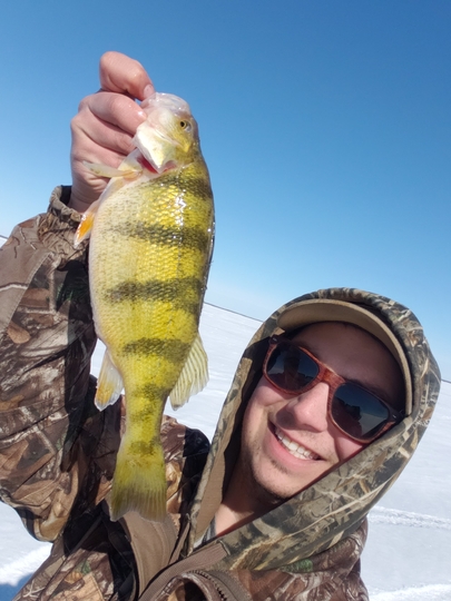 Yellow Perch