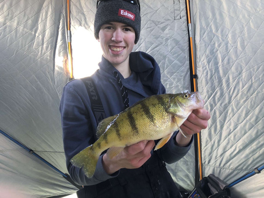 Yellow Perch
