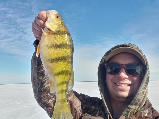 Yellow Perch