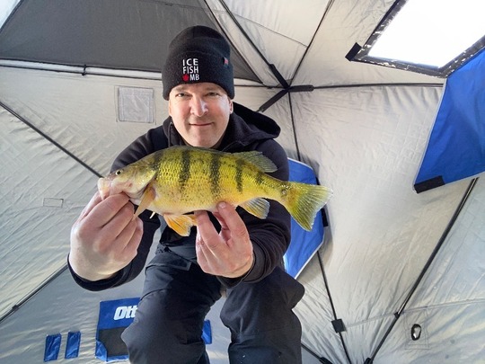 Yellow Perch