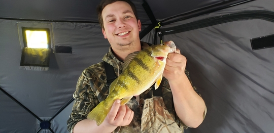 Yellow Perch