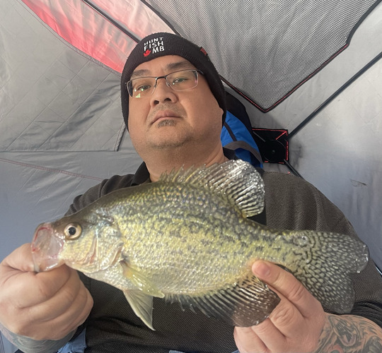 Black Crappie