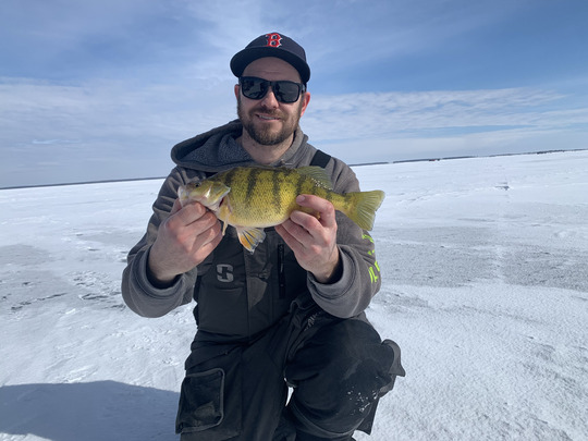 Yellow Perch