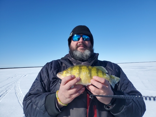 Yellow Perch