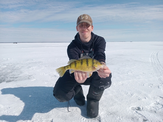 Yellow Perch