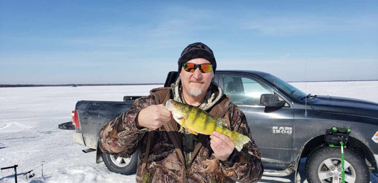 Yellow Perch