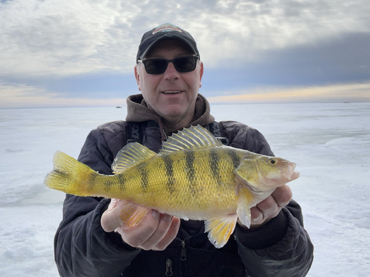 Yellow Perch