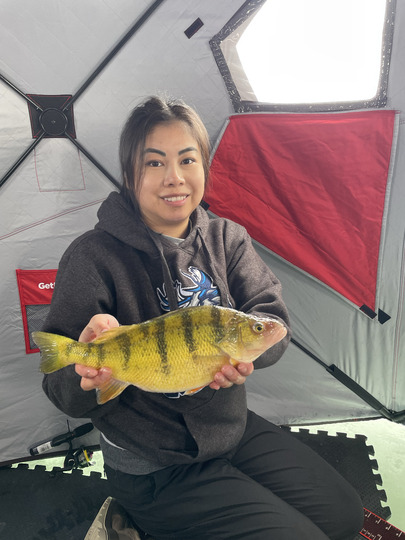Yellow Perch