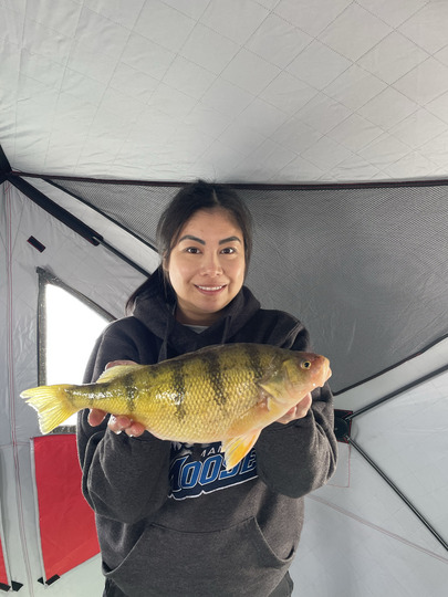 Yellow Perch
