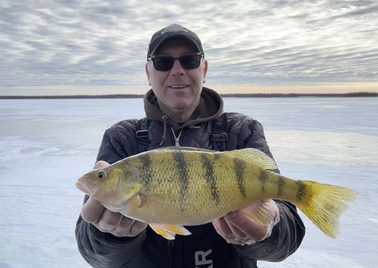 Yellow Perch