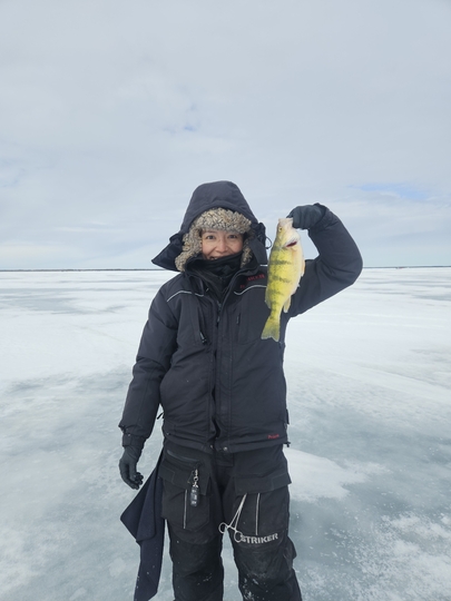 Yellow Perch