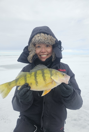 Yellow Perch