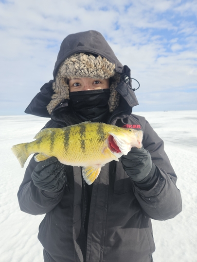 Yellow Perch