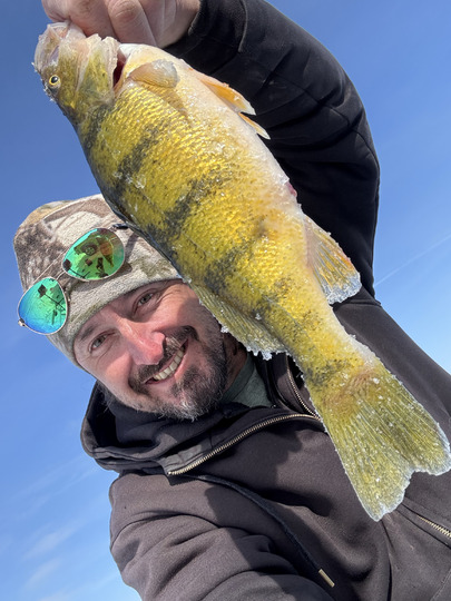 Yellow Perch