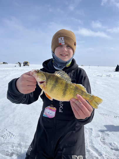 Yellow Perch