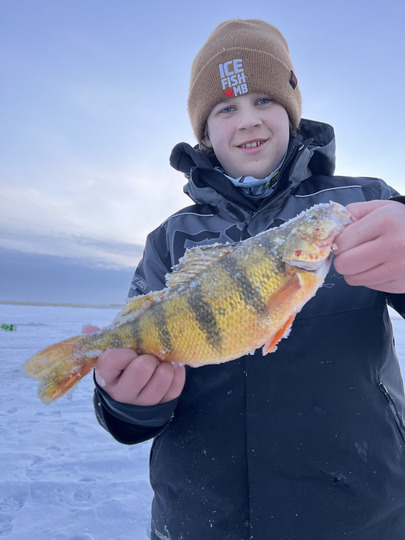 Yellow Perch