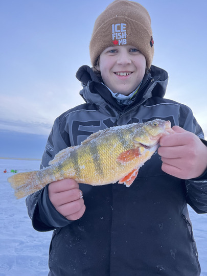 Yellow Perch
