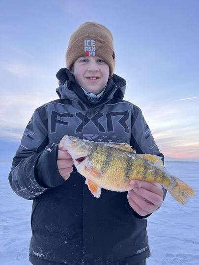 Yellow Perch