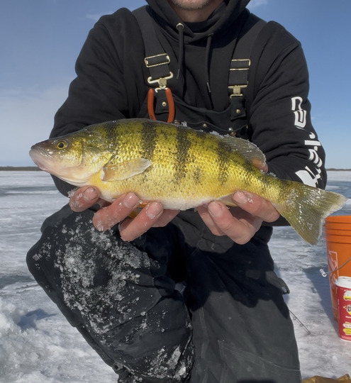 Yellow Perch