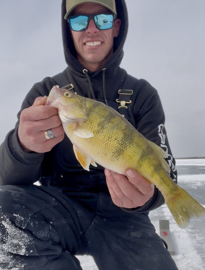 Yellow Perch