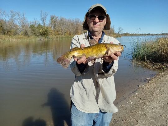 Bullhead