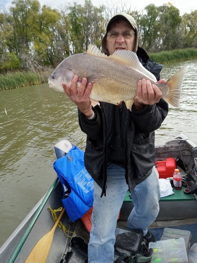 Freshwater Drum