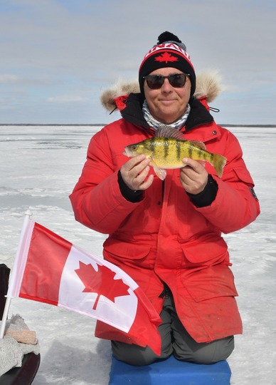 Yellow Perch