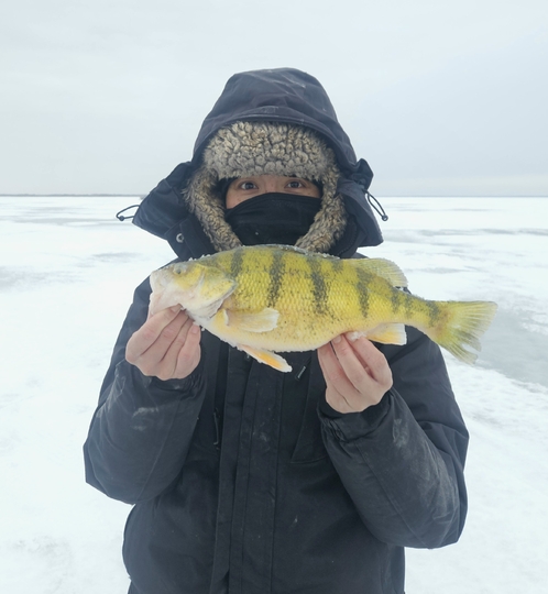 Yellow Perch