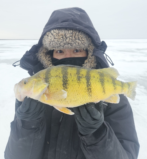Yellow Perch