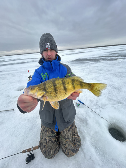 Yellow Perch
