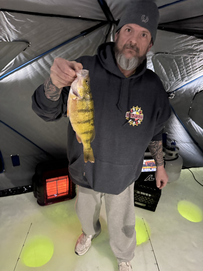 Yellow Perch