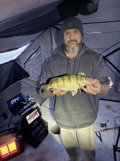 Yellow Perch