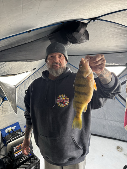 Yellow Perch