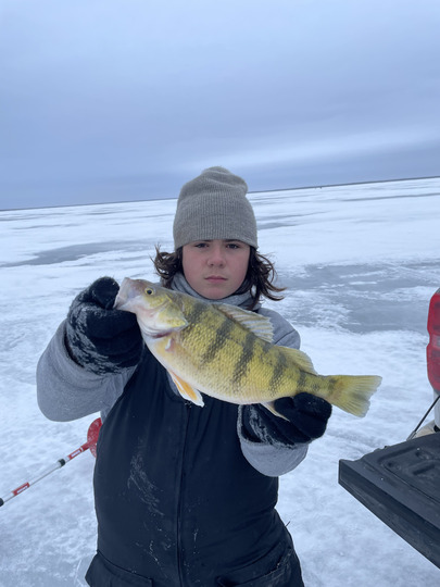 Yellow Perch
