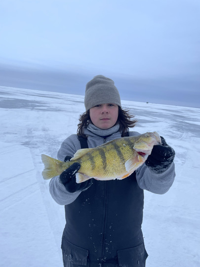 Yellow Perch